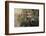 Short-eared owl (Asio flammeus) captive, Holy Island, Northumberland, England-Ann and Steve Toon-Framed Photographic Print