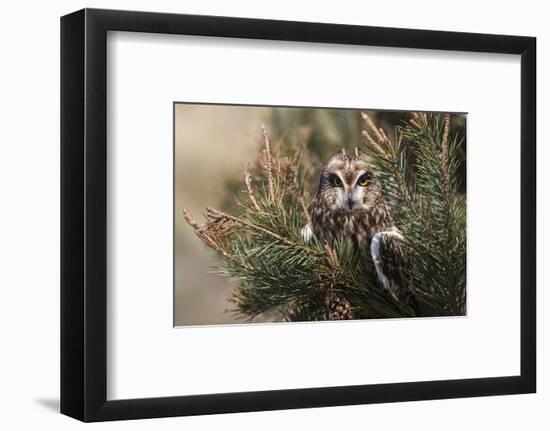 Short-eared owl (Asio flammeus) captive, Holy Island, Northumberland, England-Ann and Steve Toon-Framed Photographic Print