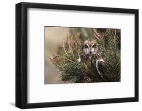 Short-eared owl (Asio flammeus) captive, Holy Island, Northumberland, England-Ann and Steve Toon-Framed Photographic Print