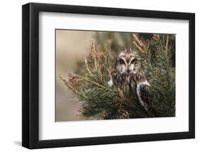 Short-eared owl (Asio flammeus) captive, Holy Island, Northumberland, England-Ann and Steve Toon-Framed Photographic Print