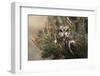 Short-eared owl (Asio flammeus) captive, Holy Island, Northumberland, England-Ann and Steve Toon-Framed Photographic Print