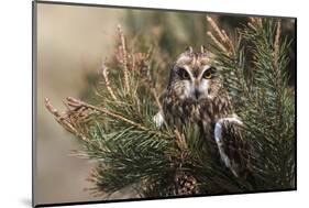 Short-eared owl (Asio flammeus) captive, Holy Island, Northumberland, England-Ann and Steve Toon-Mounted Photographic Print