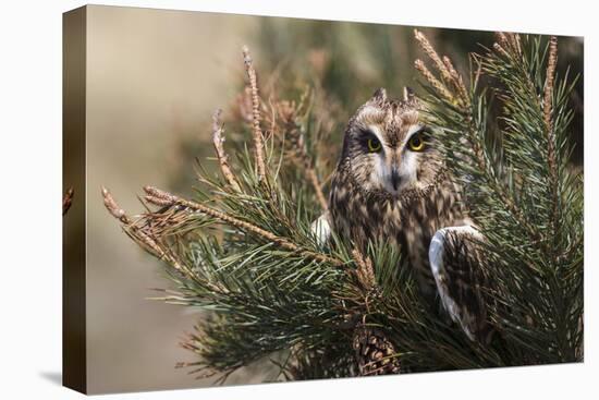 Short-eared owl (Asio flammeus) captive, Holy Island, Northumberland, England-Ann and Steve Toon-Stretched Canvas