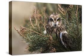 Short-eared owl (Asio flammeus) captive, Holy Island, Northumberland, England-Ann and Steve Toon-Stretched Canvas