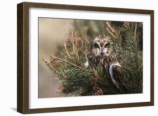 Short-eared owl (Asio flammeus) captive, Holy Island, Northumberland, England-Ann and Steve Toon-Framed Photographic Print