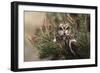 Short-eared owl (Asio flammeus) captive, Holy Island, Northumberland, England-Ann and Steve Toon-Framed Photographic Print