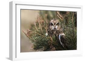 Short-eared owl (Asio flammeus) captive, Holy Island, Northumberland, England-Ann and Steve Toon-Framed Photographic Print