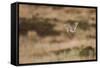 Short-Eared Owl (Asio Flammeus) Flying over Moorland, North Uist, Outer Hebrides, Scotland, May-Peter Cairns-Framed Stretched Canvas
