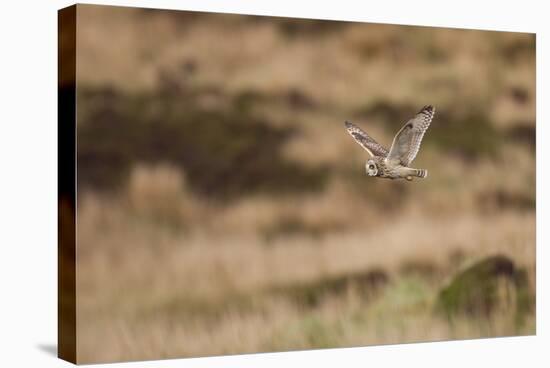 Short-Eared Owl (Asio Flammeus) Flying over Moorland, North Uist, Outer Hebrides, Scotland, May-Peter Cairns-Stretched Canvas