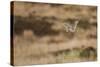 Short-Eared Owl (Asio Flammeus) Flying over Moorland, North Uist, Outer Hebrides, Scotland, May-Peter Cairns-Stretched Canvas