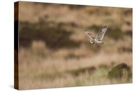 Short-Eared Owl (Asio Flammeus) Flying over Moorland, North Uist, Outer Hebrides, Scotland, May-Peter Cairns-Stretched Canvas