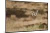 Short-Eared Owl (Asio Flammeus) Flying over Moorland, North Uist, Outer Hebrides, Scotland, May-Peter Cairns-Mounted Photographic Print