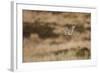 Short-Eared Owl (Asio Flammeus) Flying over Moorland, North Uist, Outer Hebrides, Scotland, May-Peter Cairns-Framed Photographic Print