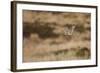 Short-Eared Owl (Asio Flammeus) Flying over Moorland, North Uist, Outer Hebrides, Scotland, May-Peter Cairns-Framed Photographic Print