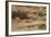 Short-Eared Owl (Asio Flammeus) Flying over Moorland, North Uist, Outer Hebrides, Scotland, May-Peter Cairns-Framed Photographic Print