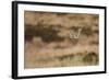 Short-Eared Owl (Asio Flammeus) Flying over Moorland, North Uist, Outer Hebrides, Scotland, May-Peter Cairns-Framed Photographic Print