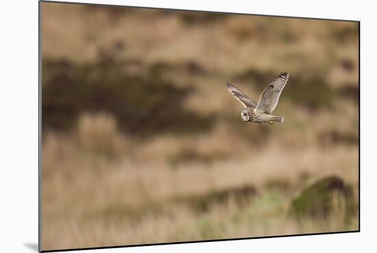 Short-Eared Owl (Asio Flammeus) Flying over Moorland, North Uist, Outer Hebrides, Scotland, May-Peter Cairns-Mounted Photographic Print