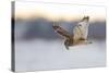 Short-Eared Owl (Asio Flammeus) Flying with Dead Vole Held in Beak, Worlaby Carr, Lincolnshire, UK-Danny Green-Stretched Canvas