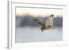 Short-Eared Owl (Asio Flammeus) Flying with Dead Vole Held in Beak, Worlaby Carr, Lincolnshire, UK-Danny Green-Framed Photographic Print