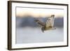 Short-Eared Owl (Asio Flammeus) Flying with Dead Vole Held in Beak, Worlaby Carr, Lincolnshire, UK-Danny Green-Framed Photographic Print