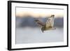 Short-Eared Owl (Asio Flammeus) Flying with Dead Vole Held in Beak, Worlaby Carr, Lincolnshire, UK-Danny Green-Framed Photographic Print