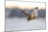 Short-Eared Owl (Asio Flammeus) Flying with Dead Vole Held in Beak, Worlaby Carr, Lincolnshire, UK-Danny Green-Mounted Photographic Print