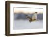 Short-Eared Owl (Asio Flammeus) Flying with Dead Vole Held in Beak, Worlaby Carr, Lincolnshire, UK-Danny Green-Framed Photographic Print