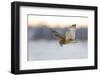 Short-Eared Owl (Asio Flammeus) Flying with Dead Vole Held in Beak, Worlaby Carr, Lincolnshire, UK-Danny Green-Framed Photographic Print