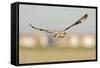 Short-Eared Owl (Asio Flammeus) Hunting over Farmland with Town in Background, Wallasea Island, UK-Terry Whittaker-Framed Stretched Canvas