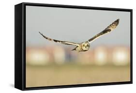 Short-Eared Owl (Asio Flammeus) Hunting over Farmland with Town in Background, Wallasea Island, UK-Terry Whittaker-Framed Stretched Canvas