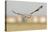 Short-Eared Owl (Asio Flammeus) Hunting over Farmland with Town in Background, Wallasea Island, UK-Terry Whittaker-Stretched Canvas