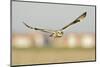 Short-Eared Owl (Asio Flammeus) Hunting over Farmland with Town in Background, Wallasea Island, UK-Terry Whittaker-Mounted Photographic Print