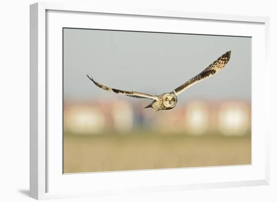 Short-Eared Owl (Asio Flammeus) Hunting over Farmland with Town in Background, Wallasea Island, UK-Terry Whittaker-Framed Photographic Print