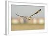 Short-Eared Owl (Asio Flammeus) Hunting over Farmland with Town in Background, Wallasea Island, UK-Terry Whittaker-Framed Photographic Print