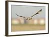 Short-Eared Owl (Asio Flammeus) Hunting over Farmland with Town in Background, Wallasea Island, UK-Terry Whittaker-Framed Photographic Print