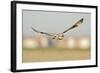 Short-Eared Owl (Asio Flammeus) Hunting over Farmland with Town in Background, Wallasea Island, UK-Terry Whittaker-Framed Photographic Print