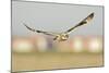 Short-Eared Owl (Asio Flammeus) Hunting over Farmland with Town in Background, Wallasea Island, UK-Terry Whittaker-Mounted Photographic Print