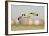 Short-Eared Owl (Asio Flammeus) Hunting over Farmland with Town in Background, Wallasea Island, UK-Terry Whittaker-Framed Photographic Print