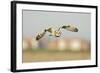 Short-Eared Owl (Asio Flammeus) Hunting over Farmland with Town in Background, Wallasea Island, UK-Terry Whittaker-Framed Photographic Print