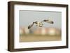 Short-Eared Owl (Asio Flammeus) Hunting over Farmland with Town in Background, Wallasea Island, UK-Terry Whittaker-Framed Photographic Print