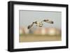 Short-Eared Owl (Asio Flammeus) Hunting over Farmland with Town in Background, Wallasea Island, UK-Terry Whittaker-Framed Photographic Print