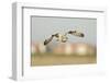 Short-Eared Owl (Asio Flammeus) Hunting over Farmland with Town in Background, Wallasea Island, UK-Terry Whittaker-Framed Photographic Print