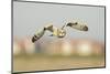 Short-Eared Owl (Asio Flammeus) Hunting over Farmland with Town in Background, Wallasea Island, UK-Terry Whittaker-Mounted Photographic Print