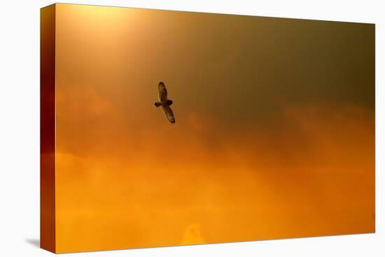 Short-Eared Owl (Asio Flammeus) in Flight, Backlit, at Dusk, Lincolnshire, UK, March-Ben Hall-Stretched Canvas