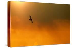 Short-Eared Owl (Asio Flammeus) in Flight, Backlit, at Dusk, Lincolnshire, UK, March-Ben Hall-Stretched Canvas