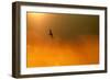 Short-Eared Owl (Asio Flammeus) in Flight, Backlit, at Dusk, Lincolnshire, UK, March-Ben Hall-Framed Photographic Print