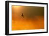 Short-Eared Owl (Asio Flammeus) in Flight, Backlit, at Dusk, Lincolnshire, UK, March-Ben Hall-Framed Photographic Print