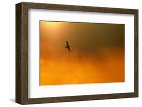 Short-Eared Owl (Asio Flammeus) in Flight, Backlit, at Dusk, Lincolnshire, UK, March-Ben Hall-Framed Photographic Print