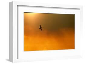 Short-Eared Owl (Asio Flammeus) in Flight, Backlit, at Dusk, Lincolnshire, UK, March-Ben Hall-Framed Photographic Print