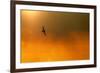 Short-Eared Owl (Asio Flammeus) in Flight, Backlit, at Dusk, Lincolnshire, UK, March-Ben Hall-Framed Photographic Print